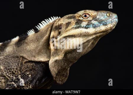 Sonoran Stacheligen-tailed Iguana (Ctenosaura macrolopha) Stockfoto