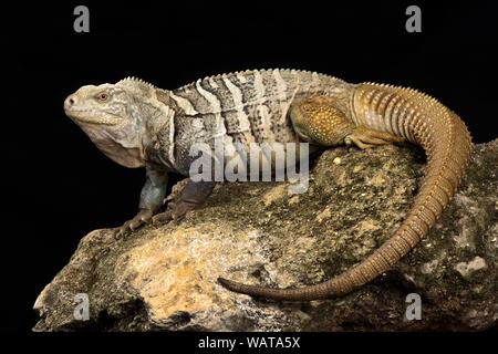 Hispaniolan ground Iguana (Cyclura Ricordi) Stockfoto