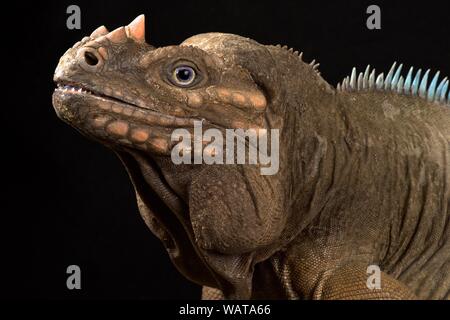 Hispaniolan Rhinoceros Iguana (Cyclura cornuta cornuta) Stockfoto