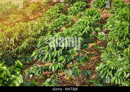 Reihen von Kaffee Baum auf der Plantage in hellen, sonnigen Tag Stockfoto