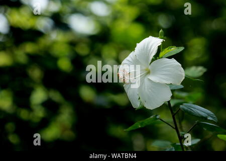 Leuchtend gelbe Sonnenblumen Stockfoto