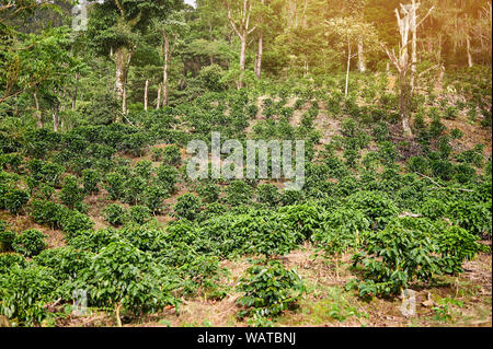 Coffee Plantation Sträucher Baum auf sonnigen Tag Hintergrund Stockfoto