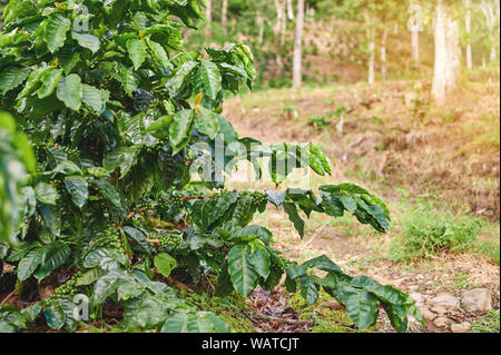 Grüner Kaffee Baum Pflanze mit Bohnen auf Plantation Hintergrund Stockfoto