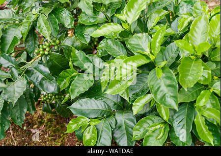 Werk der jungen Kaffee mit gesunden Beeren auf grüne Blätter Hintergrund Stockfoto