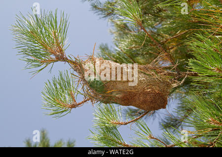 Schutz durch Larven der Kiefer processionary Caterpillar hergestellt in einer Kiefer Stockfoto