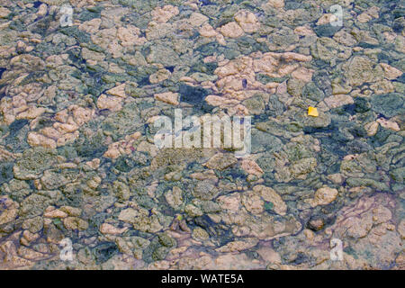 Dichten Decke von faulenden Algen auf einem Teich Stockfoto