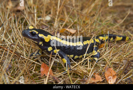 Feuersalamander, Salamandra salamandra, Krabbeln im Gras Stockfoto