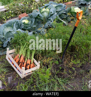 Ein Bündel von frischem organisch reine Karotten. Große saftige Karotten Gruben im Garten. Vor dem Hintergrund der Garten Stockfoto