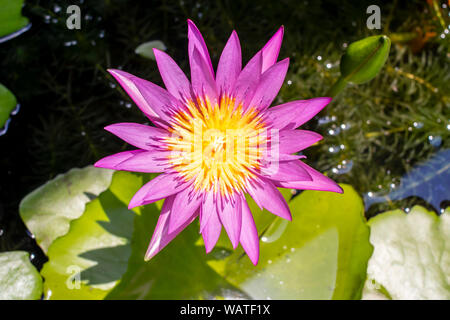 Ansicht von oben schöne Lotus Blume im Teich. Seerose oben schwebend im Wasser. Stockfoto