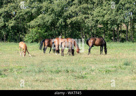 Pferde auf der Weide. Drei braun Stuten mit zwei Fohlen grasen auf einer grünen Wiese. Stockfoto