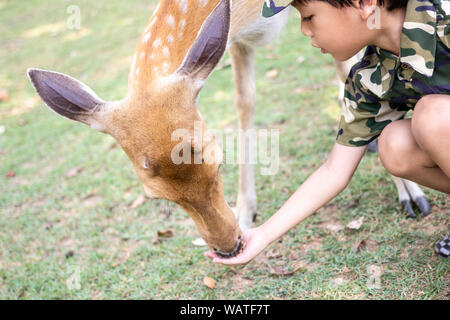 Kleiner Junge Rehe füttern aus der Hand. Stockfoto