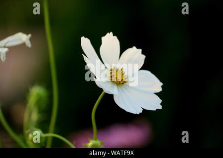 Leuchtend gelbe Sonnenblumen Stockfoto