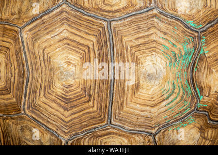 Ansicht von oben Turtle Shell pattern und Hintergrund. Stockfoto
