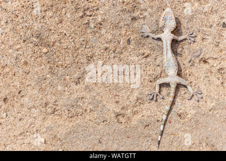 Close up Gekko (Tokay Gecko) Tod auf dem Zementboden kopieren Platz für Text. Stockfoto