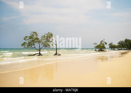 Schöne Mangrove Tree mit einer prächtigen Krone in das Wasser gegen das Meer und blauer Himmel mit weißen Wolken. Holz ist im Sand wie ein mir wider Stockfoto