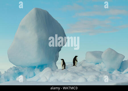 Adélie Pinguine auf Eisberg Stockfoto
