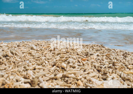 Soft wave auf das Meer am Sandstrand mit toten Korallen. Weißer Schaum Wellen des Meeres im Coral Beach. Abgestorbene Korallen am Strand. Stockfoto