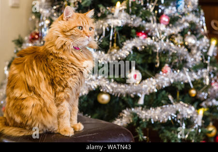 Thema Weihnachten - eine langhaarige Ingwer Katze sitzt vor einem geschmückten Weihnachtsbaum. Katze im Fokus, Baum vorsichtig aus Fokus Stockfoto