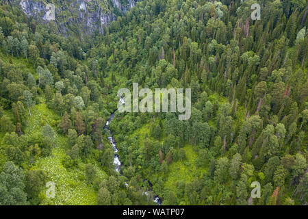 Luftaufnahme von Wald mit viel Grün nadelbäume zwischen Altai Gebirge mit einem Bach oder Fluss mit Stromschnellen und Steine im Canyon von Th Stockfoto