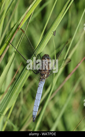 Eine hübsche Gekielt Skimmer, Dragonfly, Orthetrum coerulescens, hocken auf Gras mit einer Fliege sitzt gerade über seinen Kopf auf dem Gras. Stockfoto