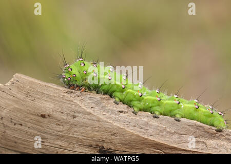 Eine schöne Kaiser motte Caterpillar, Saturnia pavonia, entlang einer Niederlassung in Heide. Stockfoto