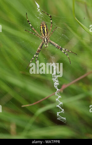 Eine Jagd Wasp Spider Argiope Bruennichi, auf seiner Website im Gras auf einer Wiese. Stockfoto