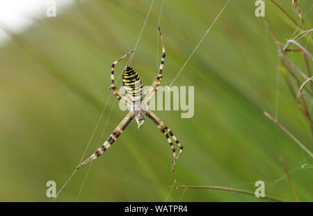 Eine Jagd Wasp Spider Argiope Bruennichi, auf seiner Website im Gras auf einer Wiese. Stockfoto