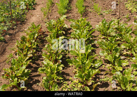 Ein Blick auf die Zeilen der junge Rote Bete und Karotten Pflanzen neben verrechnet Erdbeerpflanzen auf eine Zuteilung Plot am Ende Juni. Stockfoto