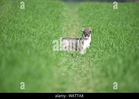 Schwedischer Vallhund: Ein 2-jähriger Schwedischer Vallhund namens Maddie läuft frei im Bereich der Anbau von Weizen Stockfoto