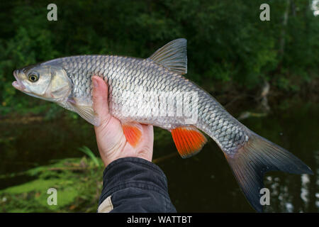 Chub in Angler's Hand gegen Fluss Ufer Stockfoto