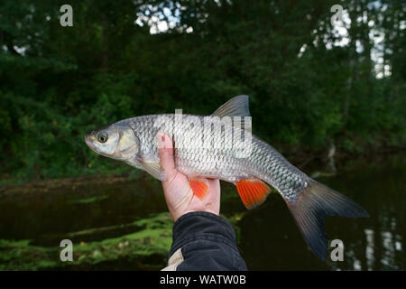 Chub in Angler's Hand gegen buschige Fluss Ufer Stockfoto