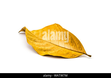 Altes trockenes Blatt auf weißem Hintergrund Stockfoto