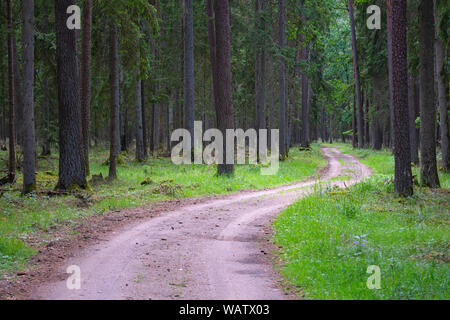 Kies und Sand Straße in den Pinienwald. Abnehmende Perspektive der Pfad in den Wald. Wandern oder Fahren durch die Bäume auf den Forrest Road wi Stockfoto