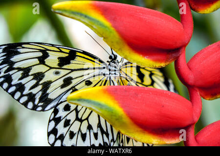 Ein Schmetterling der Philippinen, Bohol erschossen in der Nähe eines Waldes. Die gelben und schwarzen Schmetterling sitzt auf einem roten Blüte. Stockfoto