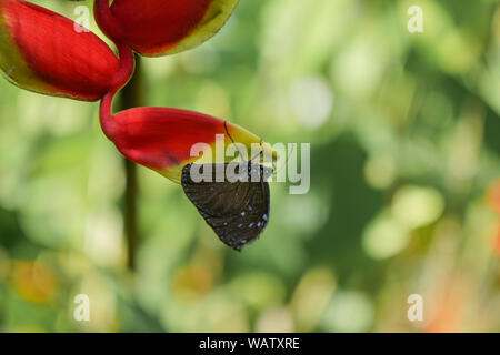 Ein Schmetterling der Philippinen, Bohol erschossen in der Nähe eines Waldes. Die gelben und schwarzen Schmetterling sitzt auf einem roten Blüte. Stockfoto