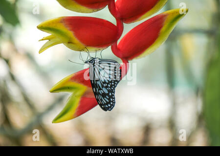 Ein Schmetterling der Philippinen, Bohol erschossen in der Nähe eines Waldes. Die gelben und schwarzen Schmetterling sitzt auf einem roten Blüte. Stockfoto