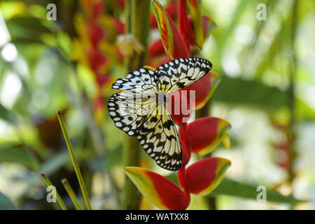 Ein Schmetterling der Philippinen, Bohol erschossen in der Nähe eines Waldes. Die gelben und schwarzen Schmetterling sitzt auf einem roten Blüte. Stockfoto