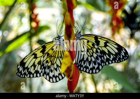 Ein Schmetterling der Philippinen, Bohol erschossen in der Nähe eines Waldes. Die gelben und schwarzen Schmetterling sitzt auf einem roten Blüte. Stockfoto