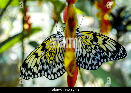 Ein Schmetterling der Philippinen, Bohol erschossen in der Nähe eines Waldes. Die gelben und schwarzen Schmetterling sitzt auf einem roten Blüte. Stockfoto