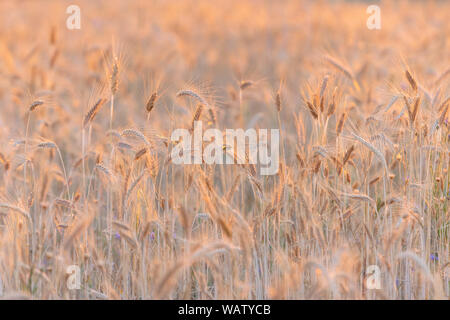 Reif Weizenfeld bei Sonnenuntergang beleuchtet durch die goldenen Sonnenstrahlen. Weizen Farm bereit geerntet zu werden. Landwirtschaftlichen Hintergrund, kopieren Platz für Text Stockfoto