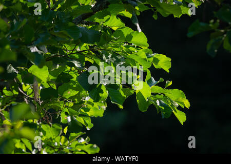 Schöner grüner Baum Blätter zurück von der Morgensonne beleuchtet. Üppige Baumstämme mit Hintergrundbeleuchtung durch Sonnenlicht und dunklen Hintergrund Stockfoto