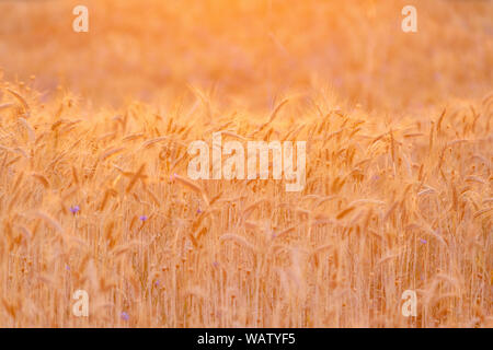 Reif Weizenfeld bei Sonnenuntergang beleuchtet durch die goldenen Sonnenstrahlen. Weizen Farm bereit geerntet zu werden. Landwirtschaftlichen Hintergrund, kopieren Platz für Text Stockfoto