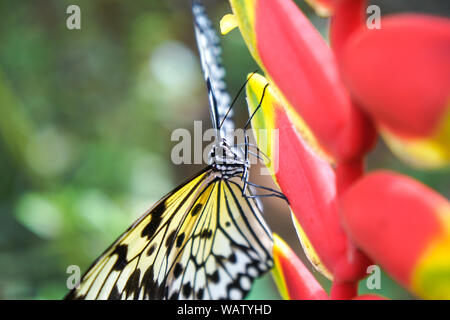 Ein Schmetterling der Philippinen, Bohol erschossen in der Nähe eines Waldes. Die gelben und schwarzen Schmetterling sitzt auf einem roten Blüte. Stockfoto