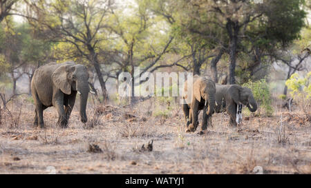 Elefanten Familie am späten Nachmittag Sonnenschein, im Unterholz von Kruger National Park, Südafrika. Stockfoto