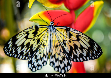 Ein Schmetterling der Philippinen, Bohol erschossen in der Nähe eines Waldes. Die gelben und schwarzen Schmetterling sitzt auf einem roten Blüte. Stockfoto