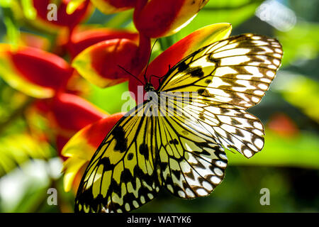 Ein Schmetterling der Philippinen, Bohol erschossen in der Nähe eines Waldes. Die gelben und schwarzen Schmetterling sitzt auf einem roten Blüte. Stockfoto