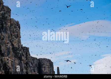 Kolonie von Thick-billed murre oder Brünnich's Trottellumme (Uria lomvia), Spitzbergen Stockfoto