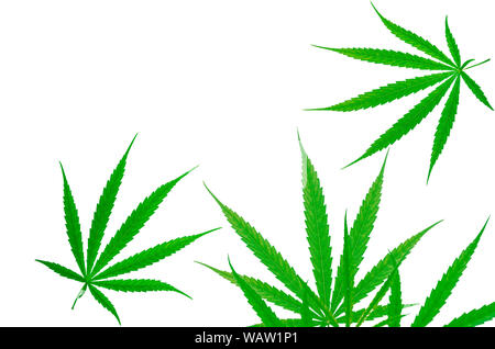 Der cannabispflanze. Cannabis sativa (Hanf) hat CBD. Marihuana (WEED) grüne Blätter auf weißem Hintergrund. Hanf Farm. Den Anbau von Cannabis für medizinische oder Recr Stockfoto