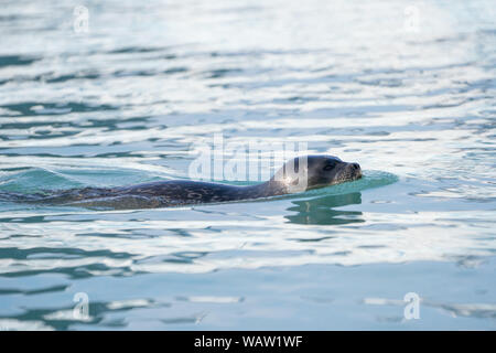 Ringelrobbe (Phoca Hispida) Stockfoto