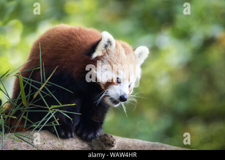 Red Panda, auch als Lesser Panda, Firefox oder Cat - Bär bekannt, die in den Zweigen eines Baumes. Diese Kreatur ist der Indigenen in den Himalaya und China. Stockfoto